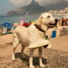 Urca Cwl Bianco Pierre Kiwi Urca Cwl Bianco Pierre Kiwi