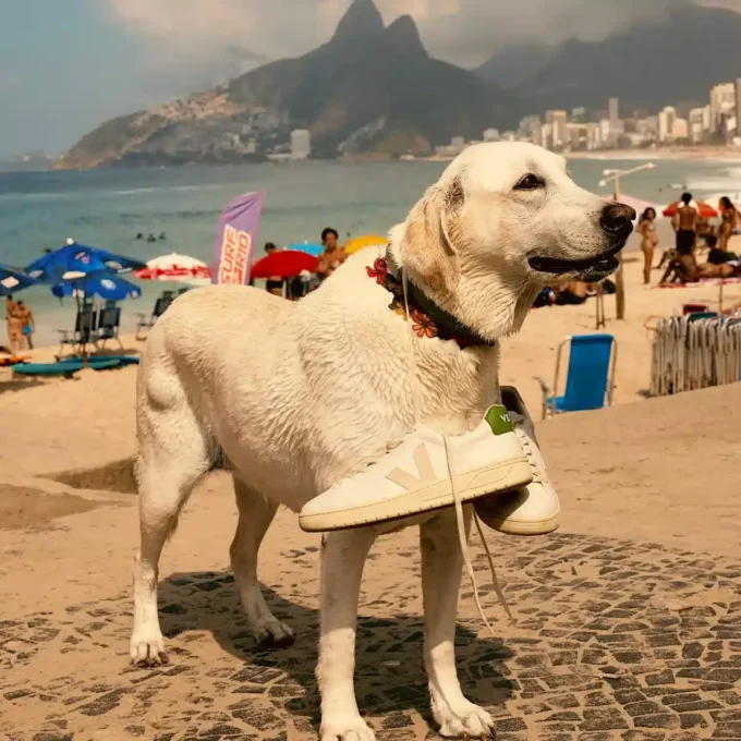 Urca Cwl Bianco Pierre Kiwi Urca Cwl Bianco Pierre Kiwi